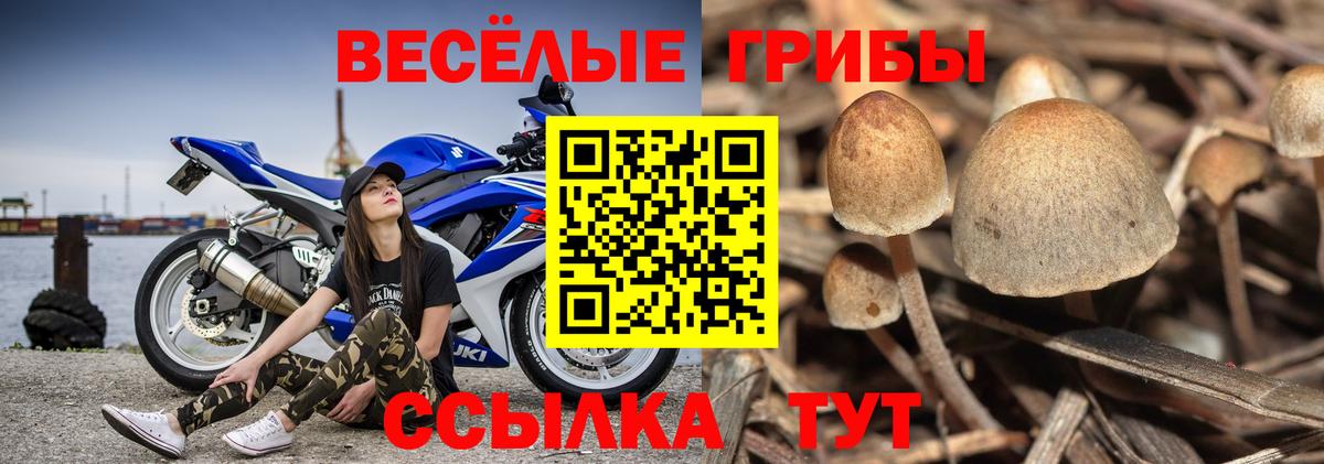 Галлюциногенные грибы Psilocybine cubensis  Вход с VPN  Азов 